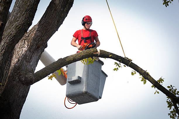 Best Leaf Removal  in Egypt, AL