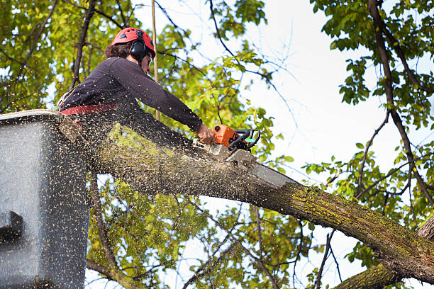 Best Tree and Shrub Care  in Egypt, AL